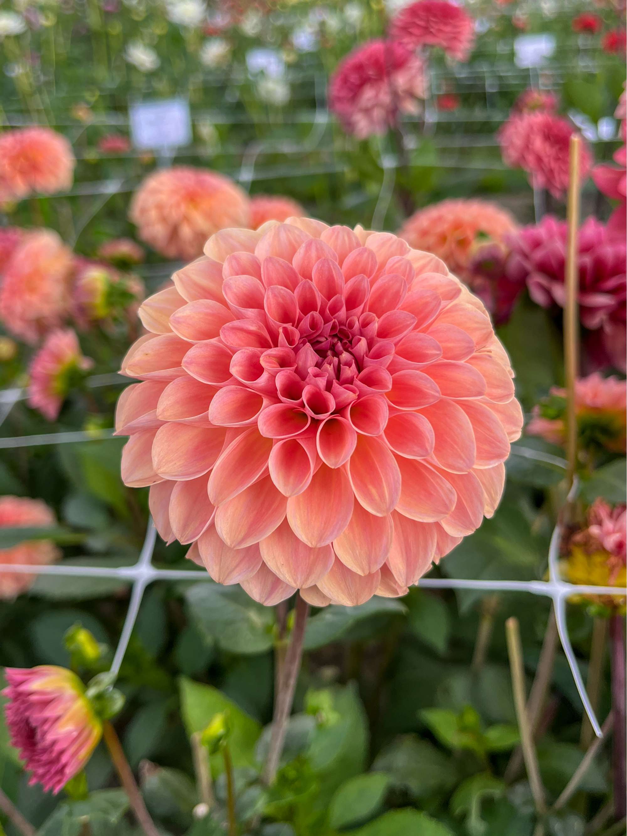 Dahlia 'Sebastian'
